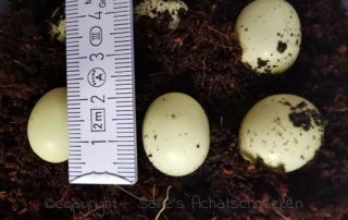 Achatschnecken, Afrikanische Riesenschnecken, Gelege, Eier suturalis