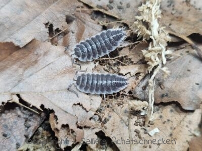 Porcellio hoffmannseggi