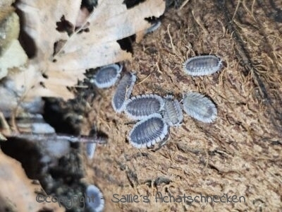 Porcellio werneri