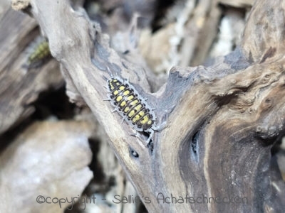 Porcellio haasi high yellow